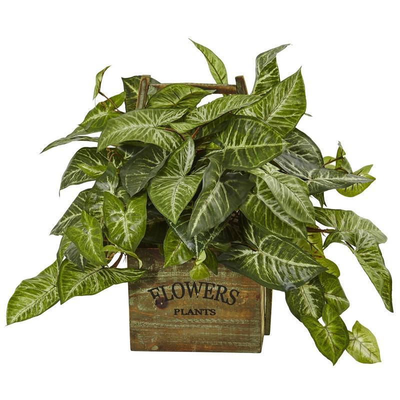 NephthytisPlant in Wood Box Planter