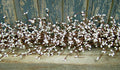 Snow White Pip Garland 4 ft.